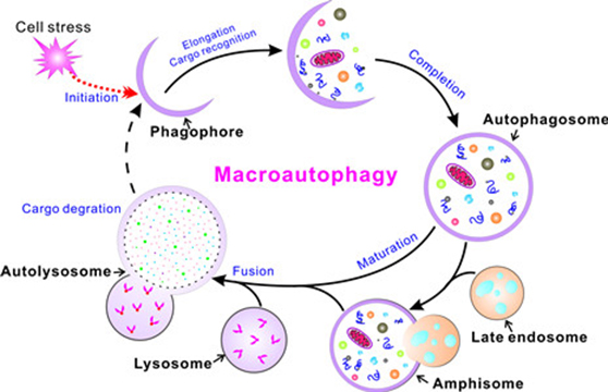 Autophagy